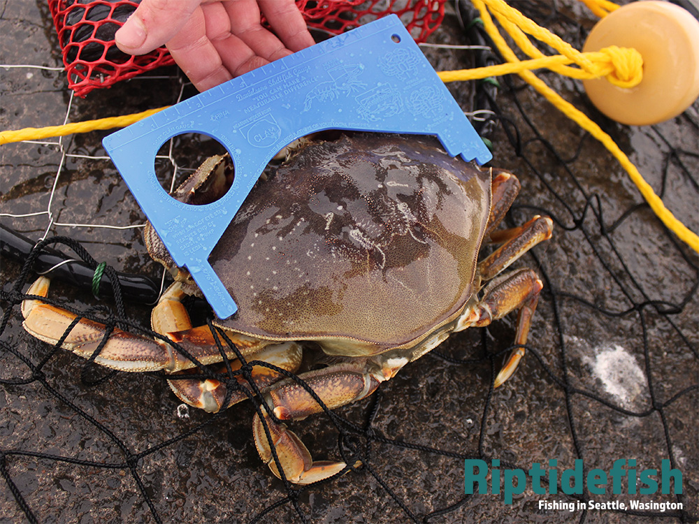 Hood Canal Crabbing Guide: Best Times & Locations for Dungeness Crab