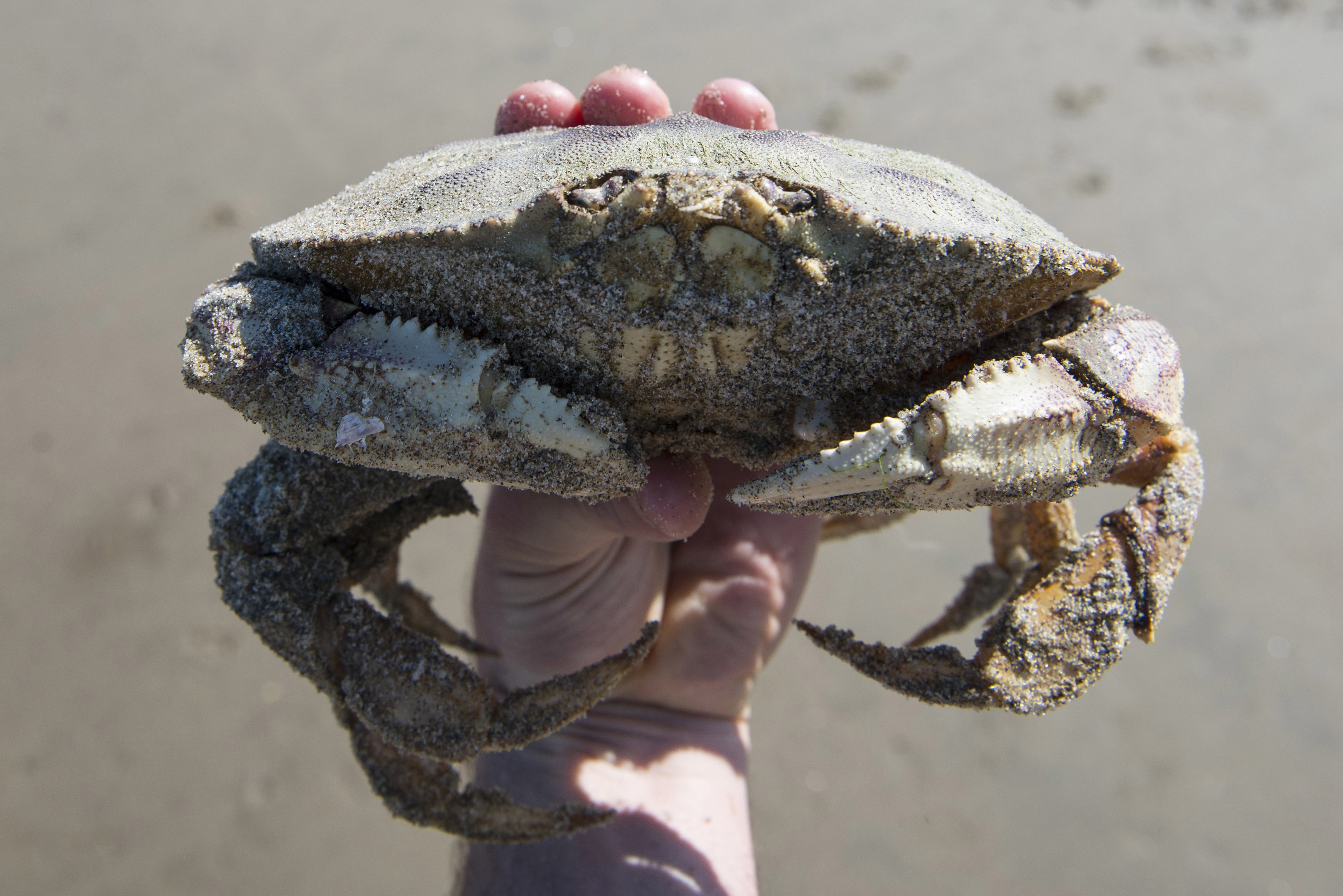 Oregon Crabbing License Requirements and Cost for 2024