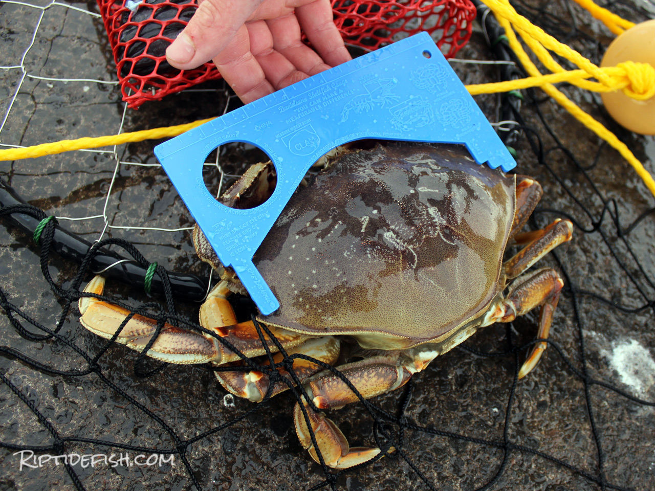 How to Choose the Right Dungeness Crab Pots for Your Fishing Needs