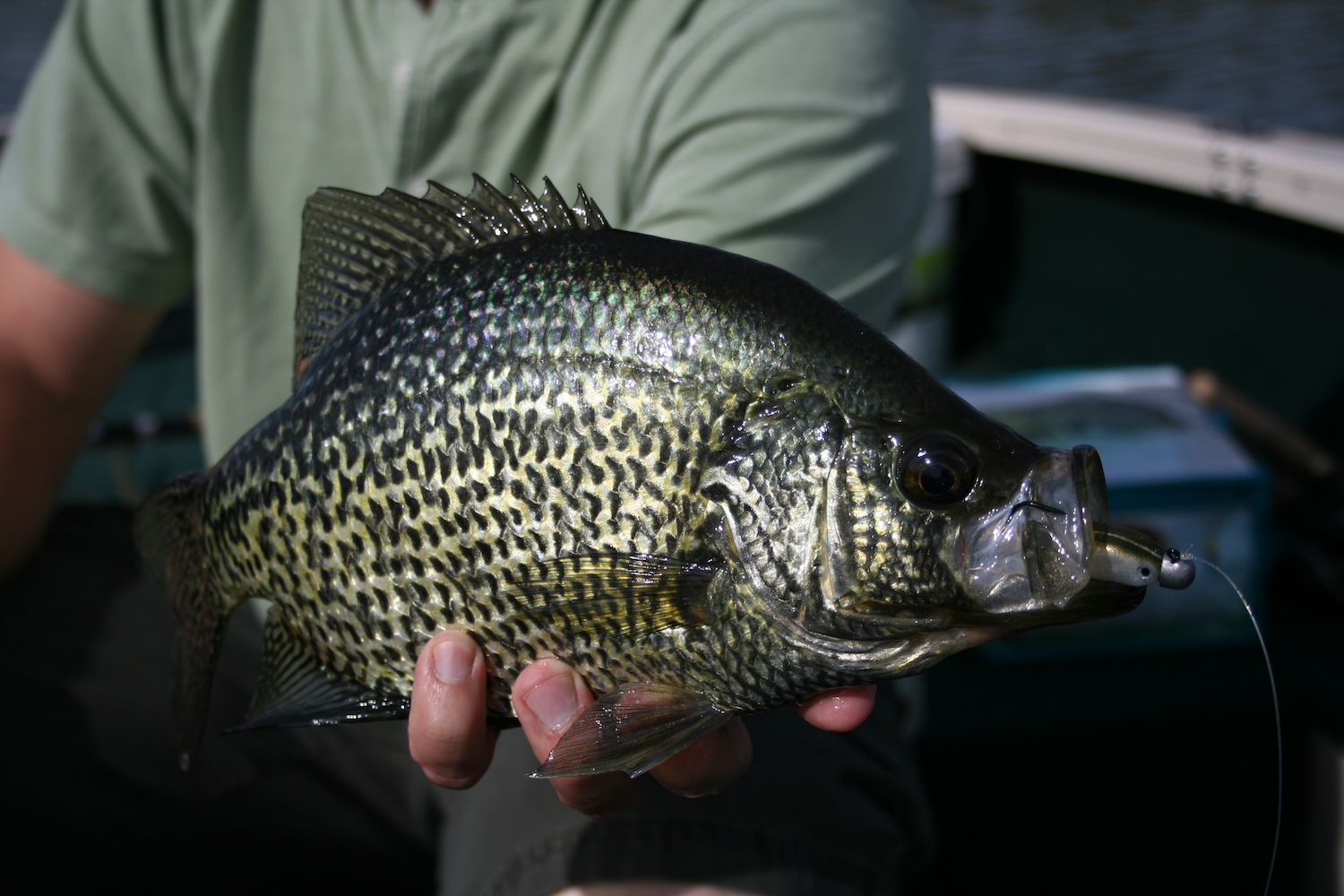 Top Southern Pro Crappie Baits for Successful Fishing Trips