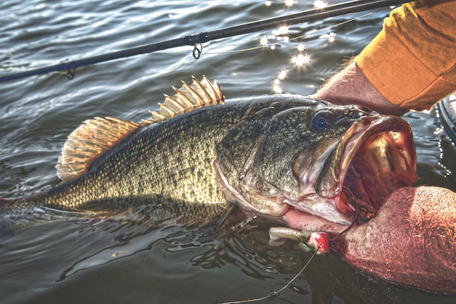 When Do Bass Spawn in Ohio? Best Times for Largemouth and Smallmouth Fishing