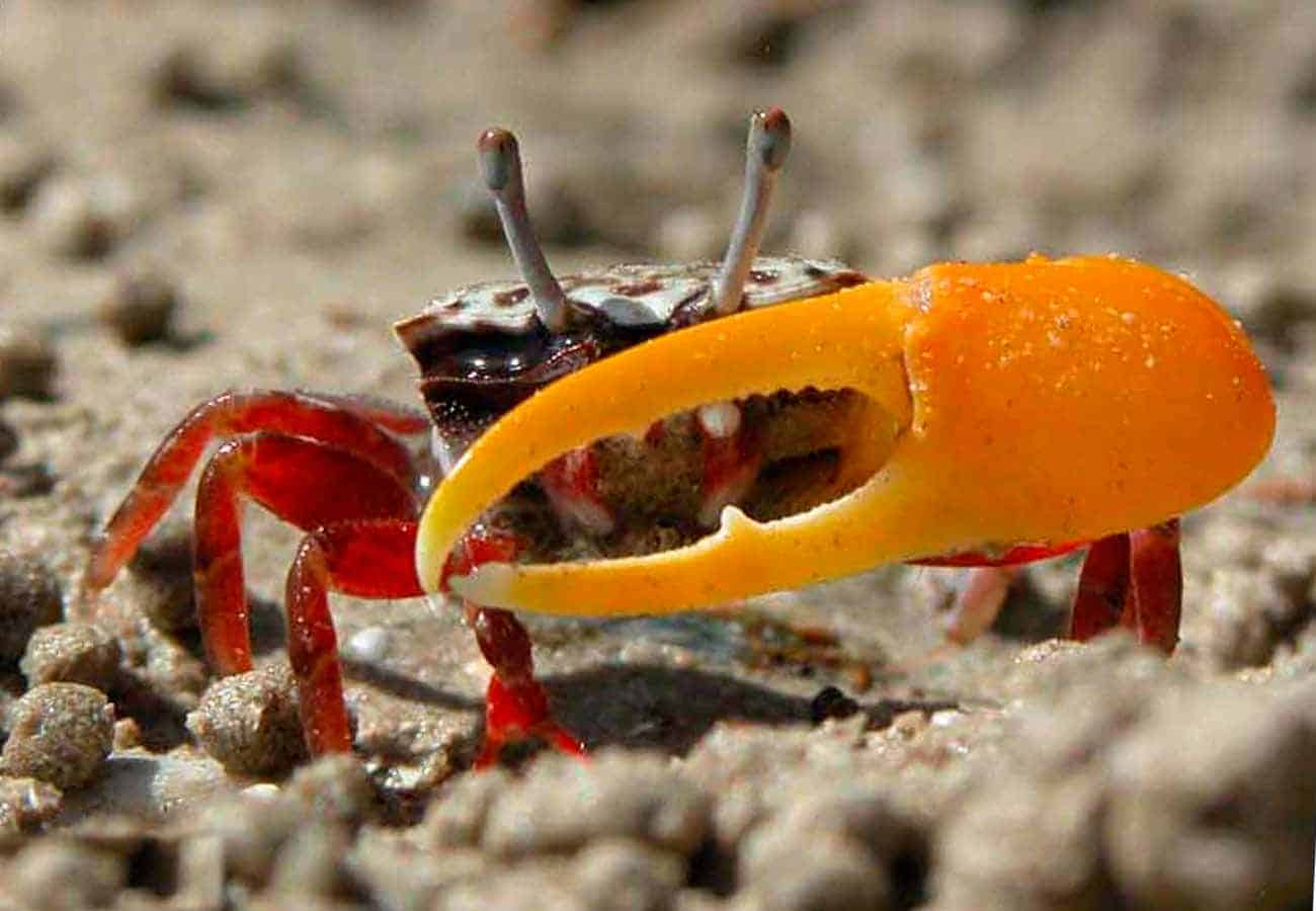 Fiddler Crab Season: Best Time to Catch and Enjoy Fiddler Crabs