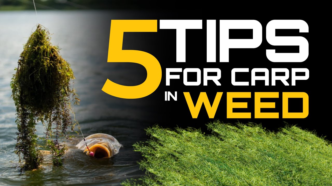 Top 5 Tips for Successful Weed Fishing