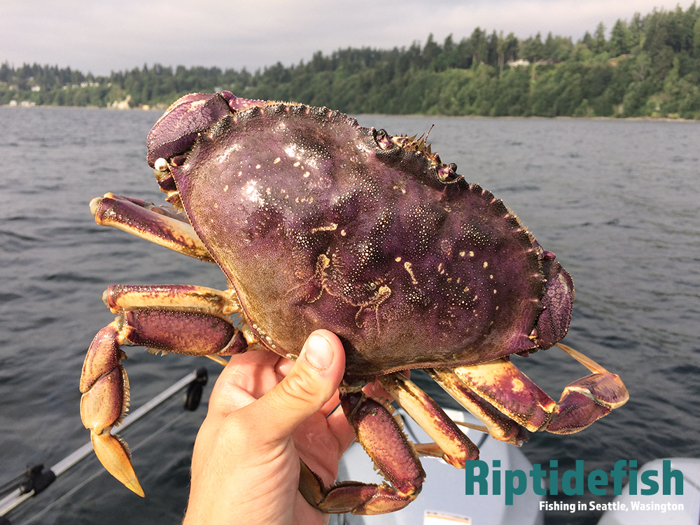 Crabbing Camano Island: Your Ultimate Guide to Dungeness Crab