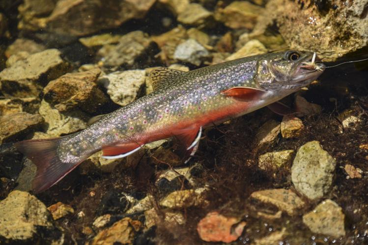 Brook Trout in Oregon: History, Habitats, and Fishing Opportunities