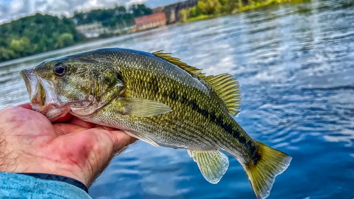 Ultimate Guide to Fishing in Corvallis: Where to Catch Largemouth Bass & More