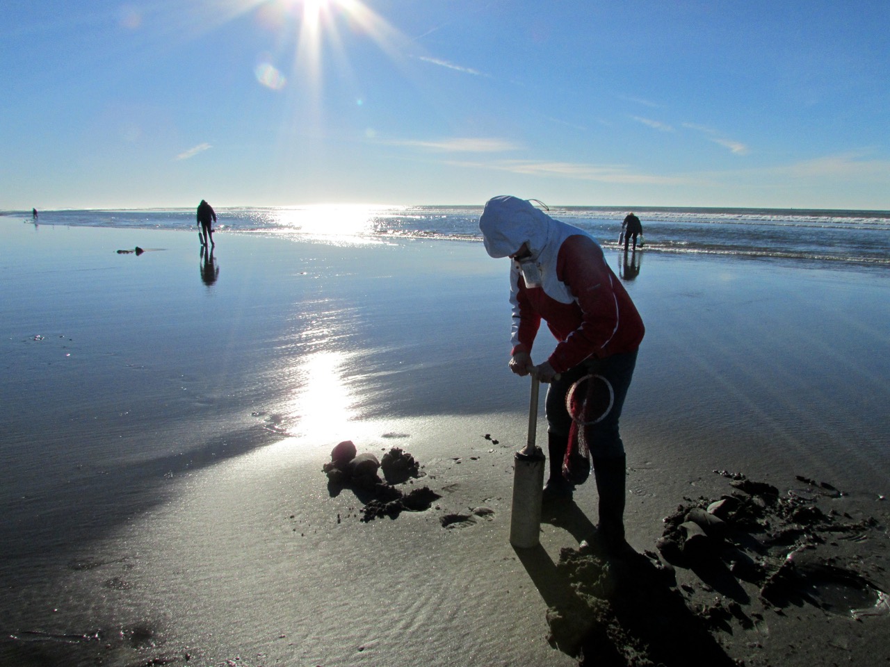 Clam Tides for Ocean Shores: Tide Times and Best Clamming Spots