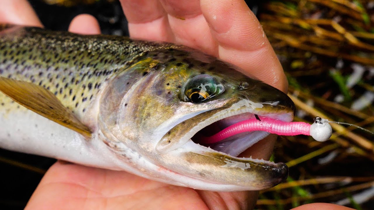 How to Fish with Worms: Best Baits and Techniques for Catching Trout and More