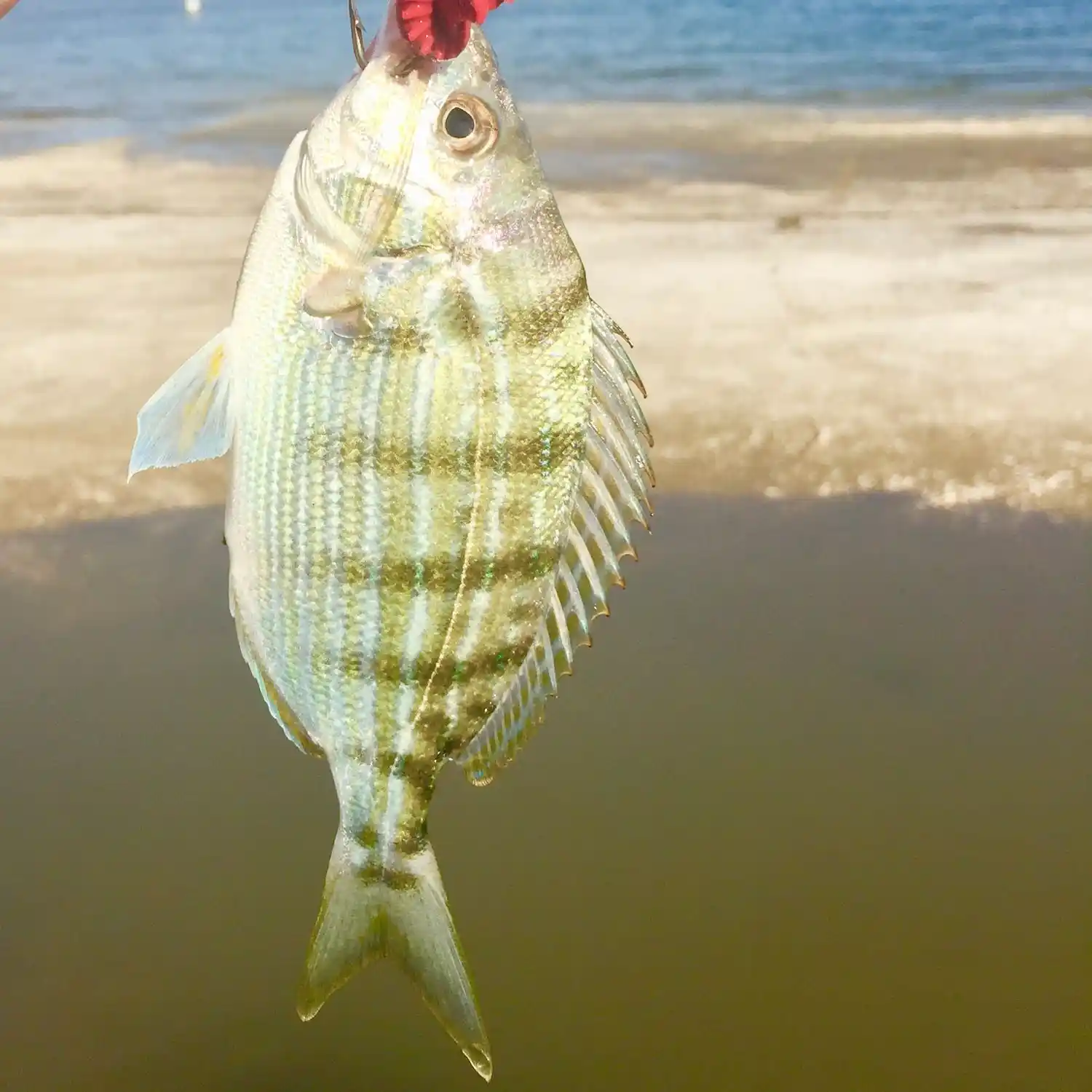 Catch the Best Fish in Murrells Inlet, South Carolina: Updated Fishing Report