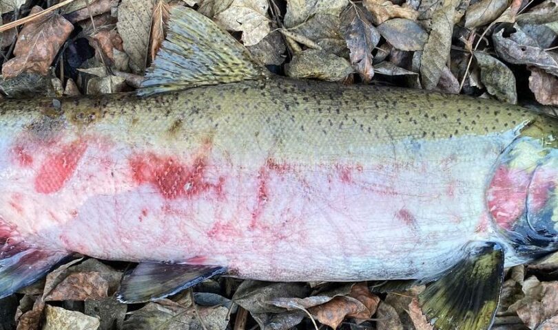 Huntley Park Fish Counts 2022: Steelhead and Salmon Migration Insights