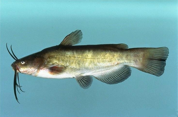 yellow bullhead catfish for sale