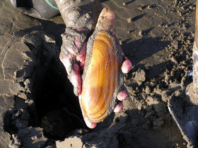 Clam Tides for Ocean Shores: Tide Times and Best Clamming Spots