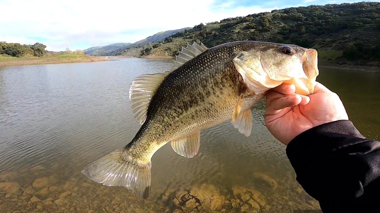 Coyote Lake Fishing Guide: Bass, Trout, and More