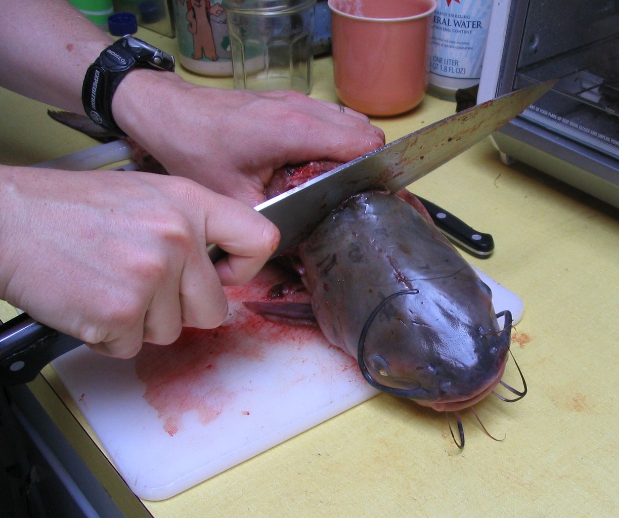 How to Humanely Kill a Catfish Using a Knife: Techniques & Safety Tips