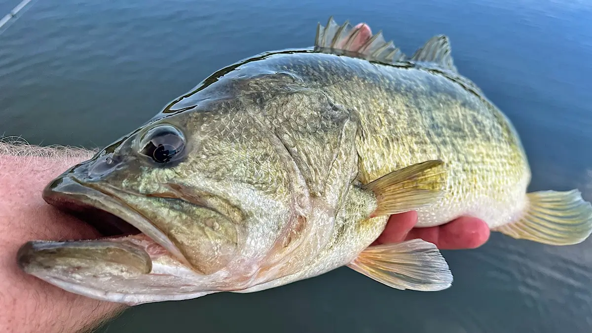 Best Tips for November Bass Fishing: Targeting Deep and Shallow Waters