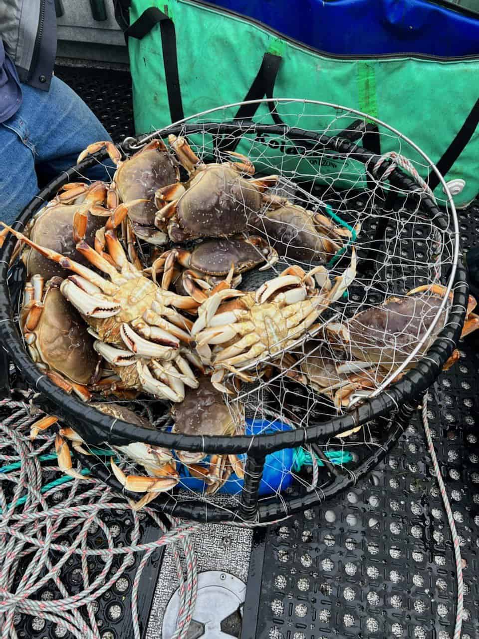 Crabbing in Astoria: Best Spots and Tips for a Successful Harvest