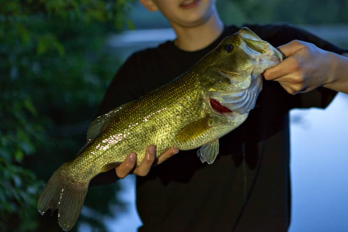 Ultimate Guide to Bass Fishing in Missouri's Premier Lakes