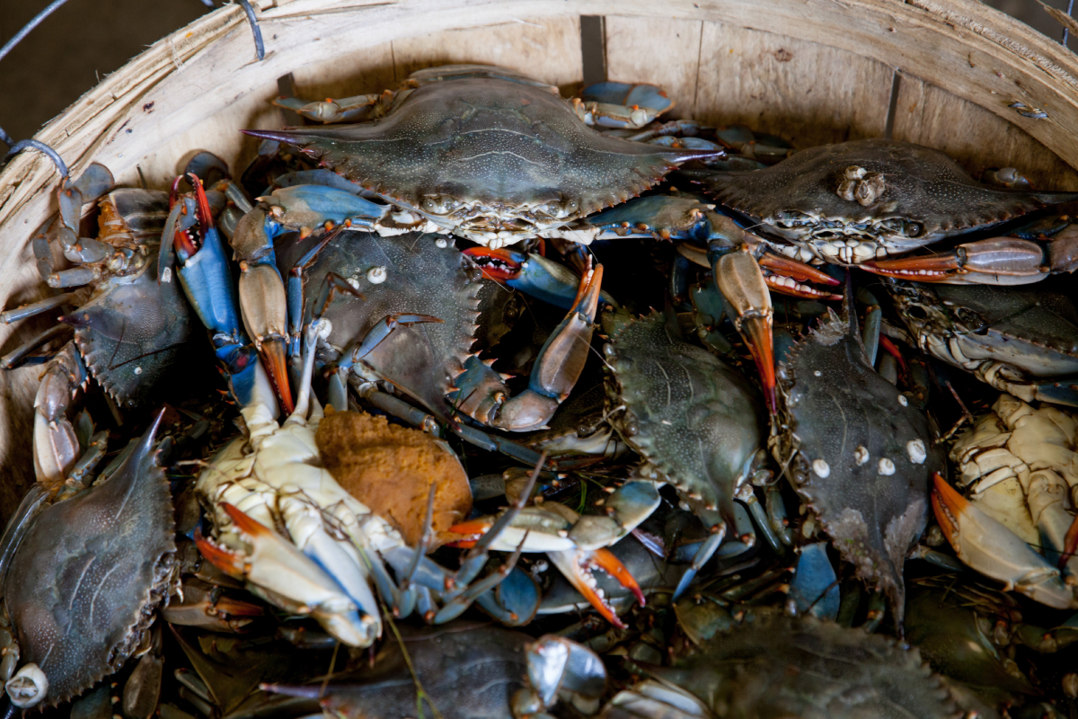 Crabbing in Newport, OR: Best Spots and Tips for a Successful Catch