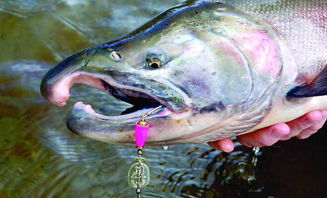 Catch More Salmon with Vibrax Spinners: Colors, Sizes & Techniques