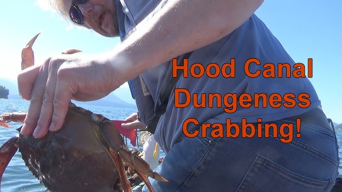 Hood Canal Crabbing 2024: Everything You Need to Know About the Season