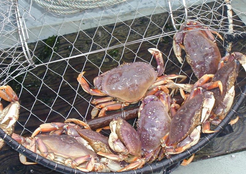 Best Time for Crabbing in Newport: A Locals Guide to Coastal Adventures