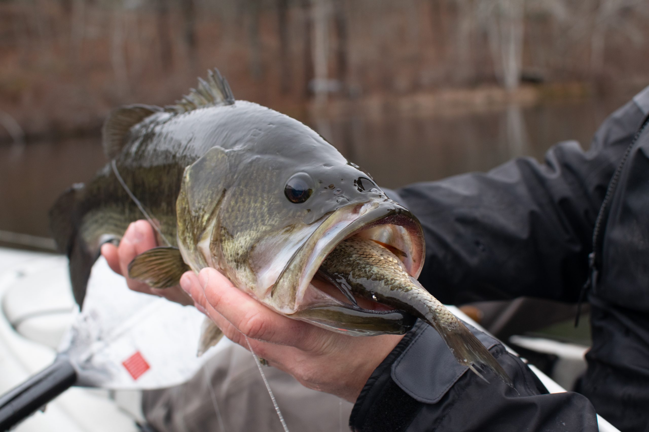 When Do Largemouth Bass Spawn? Best Time for Bass Fishing Explained