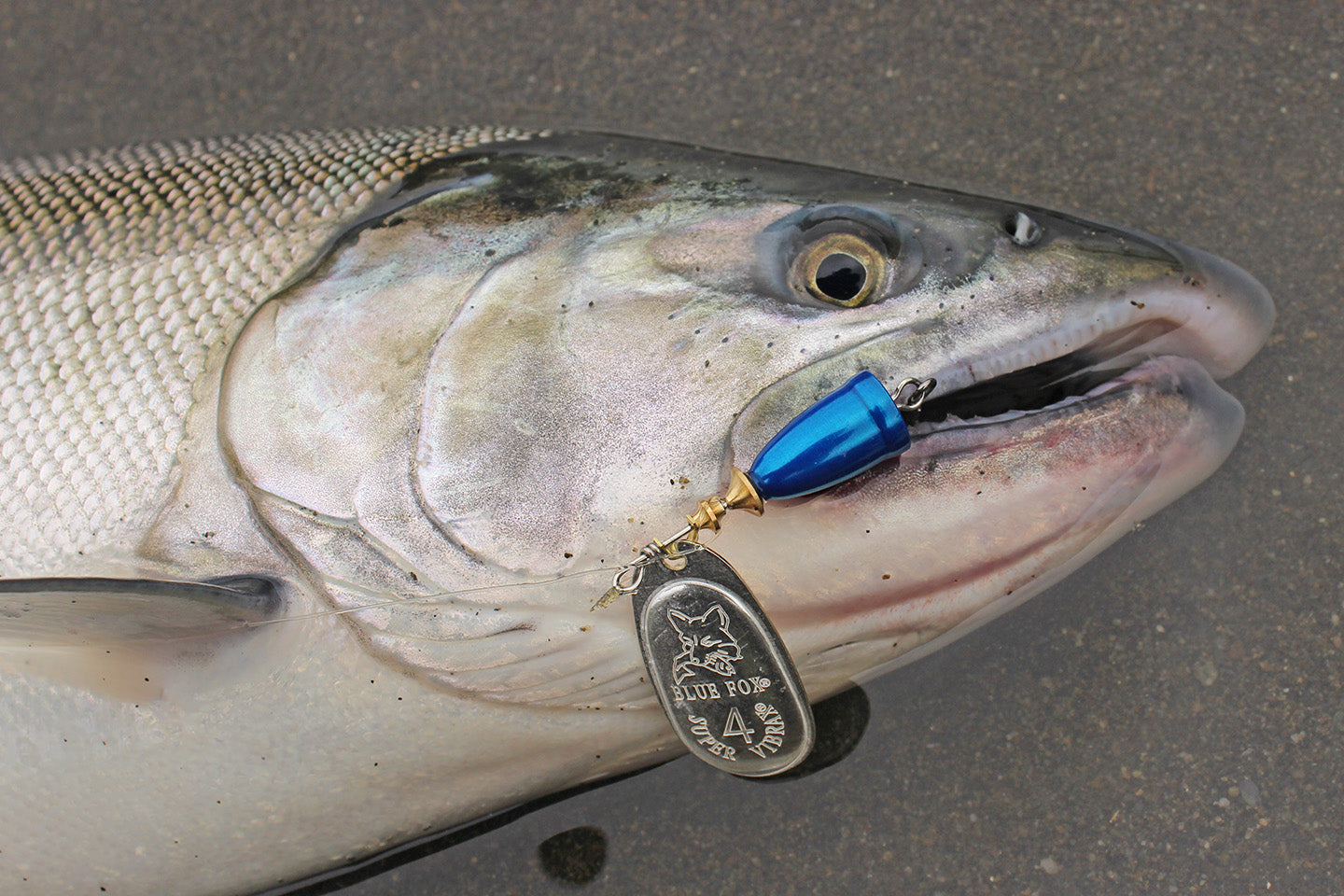 best silver salmon lures