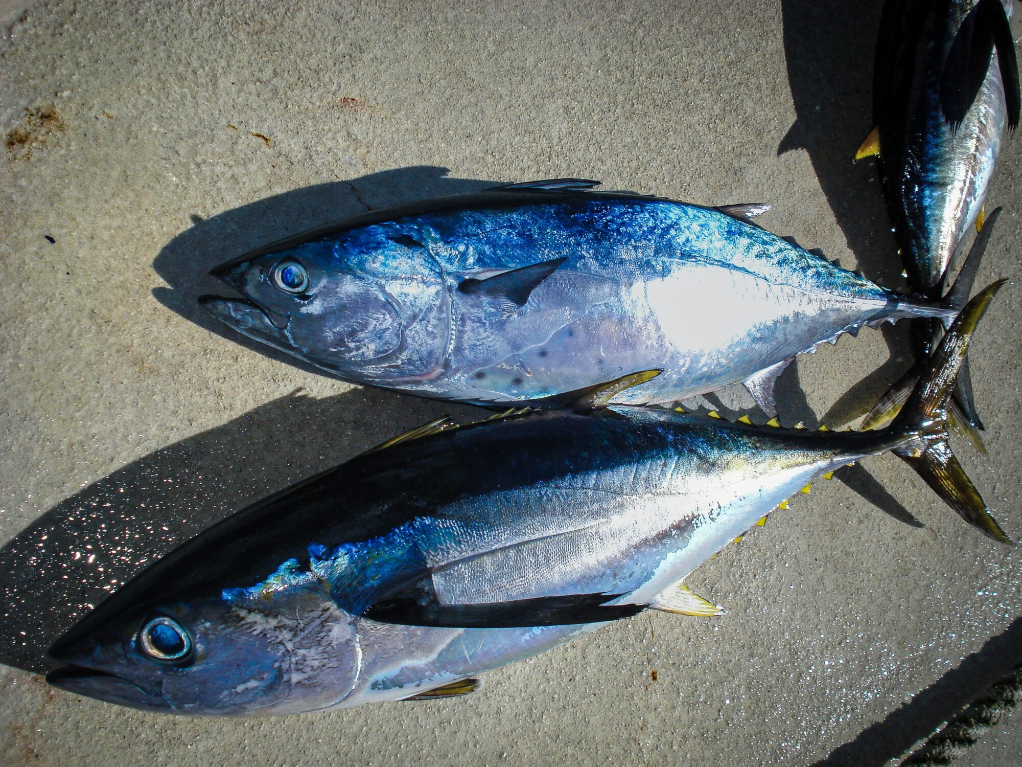 Experience Oregon Tuna Fishing: Top Tips for Catching Albacore Tuna