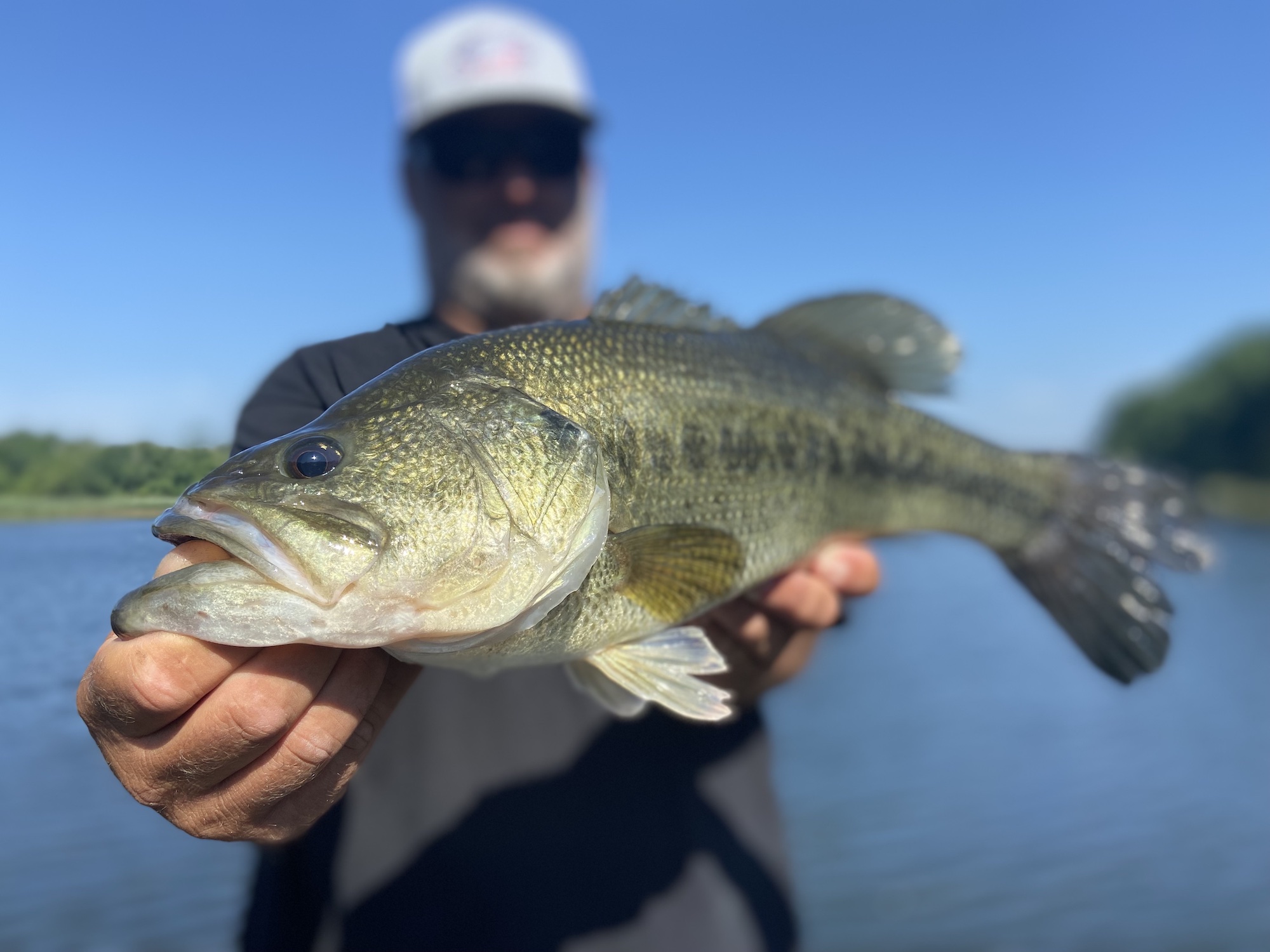 What Do Bass Like to Eat? Essential Tips for Catching More Fish