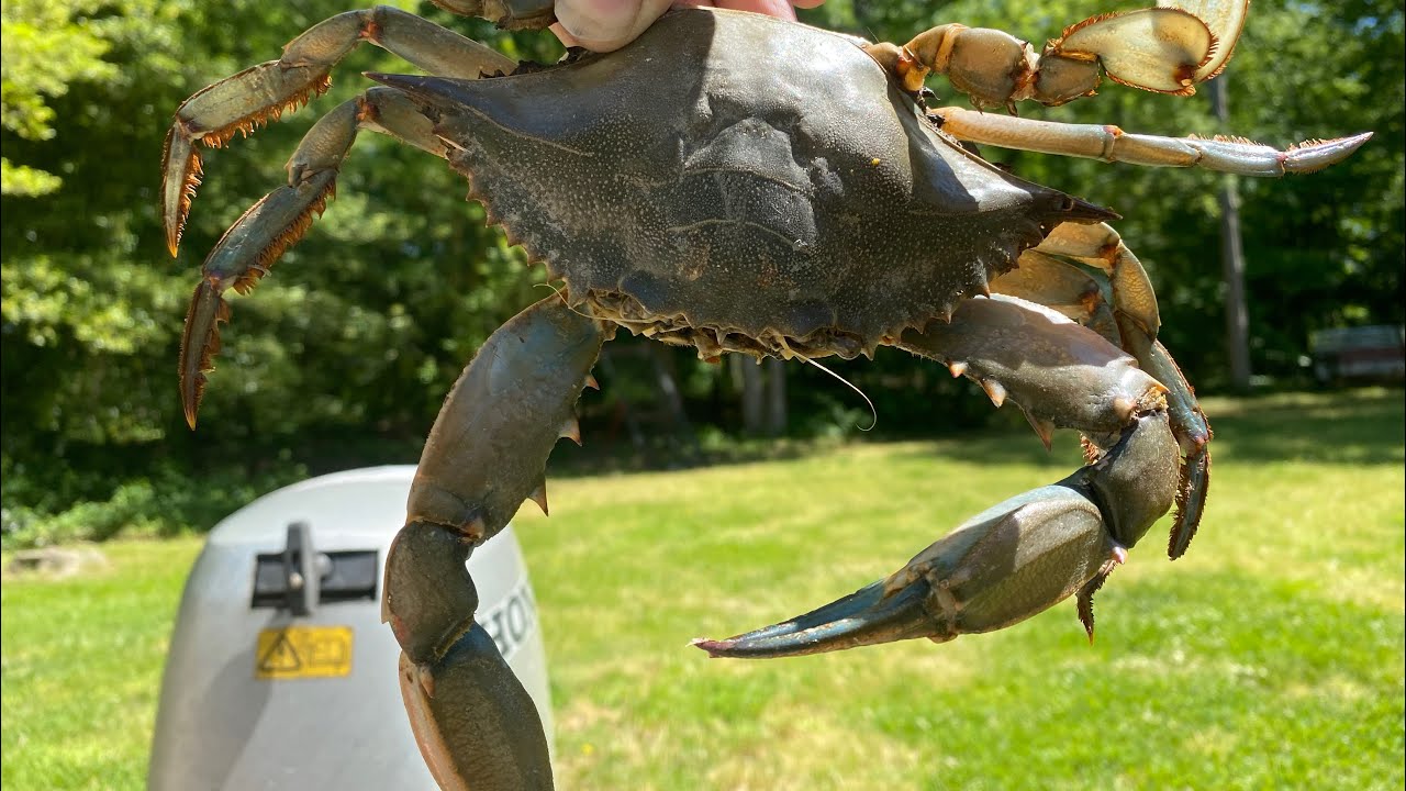 Enjoy Crabbing in Rehoboth Beach: Where to Go and How to Catch Crabs