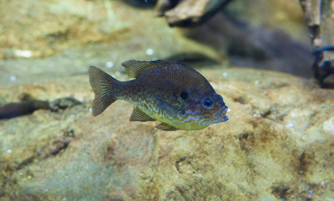 Buy Pumpkinseed Fish -  Shipped to Your Door Nationwide