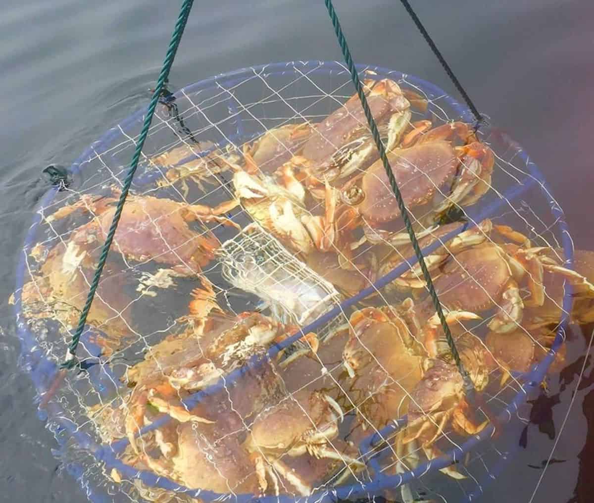 Oregon Coast Crabbing: Nehalem Bay Report & Best Spots