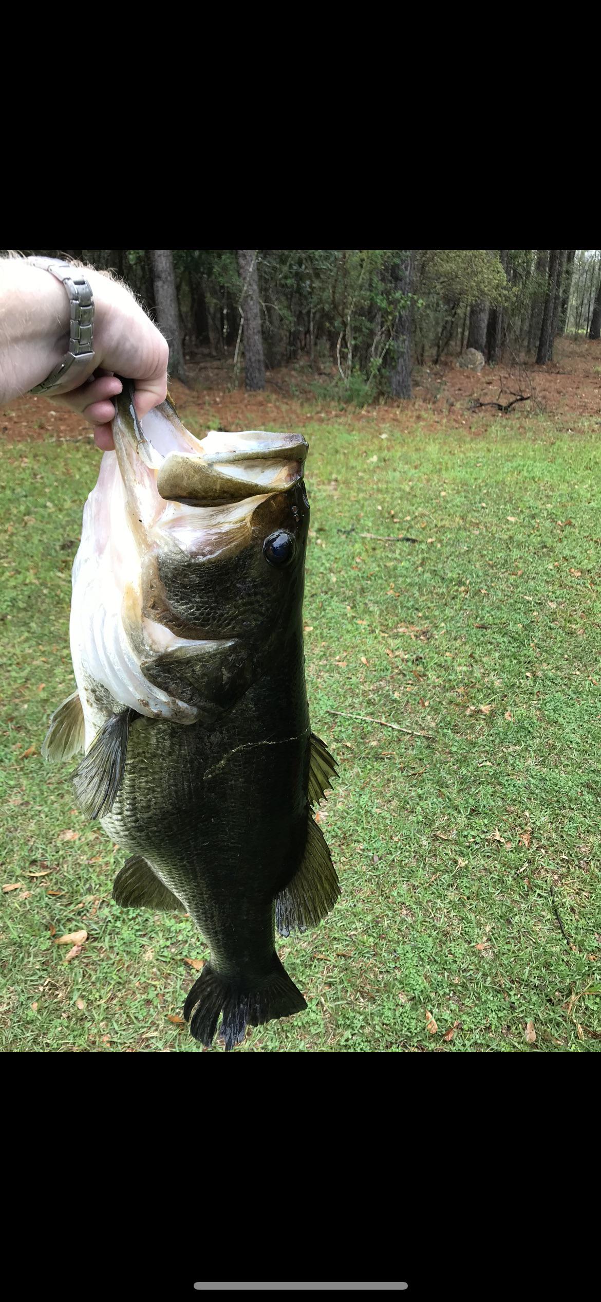 Why Do People Like Fishing for Bass So Much? The Thrill, Challenge, and Rewards