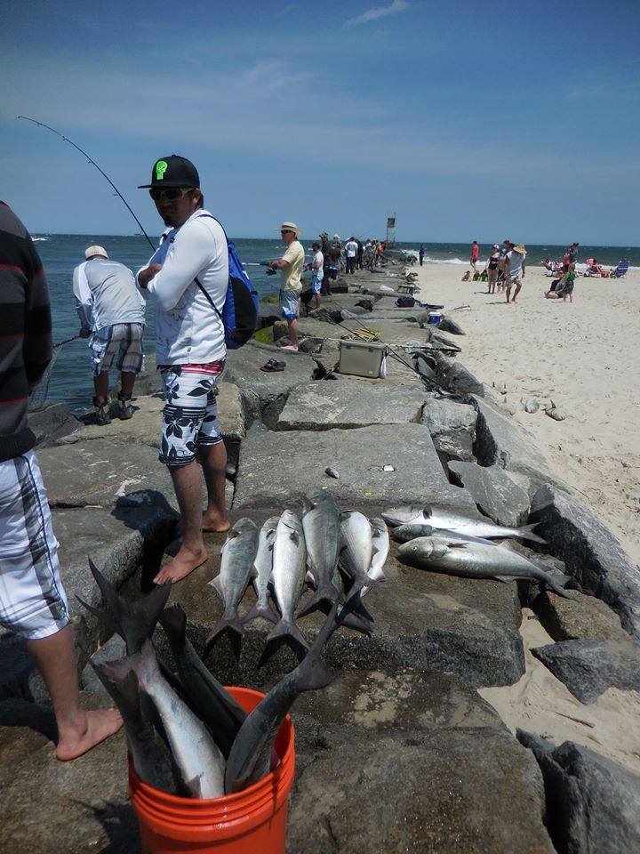 indian river inlet delaware fishing report