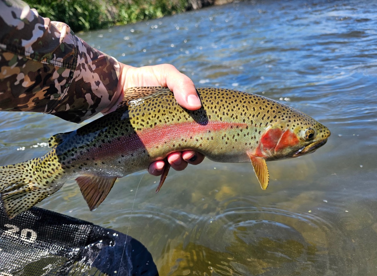 Join the PNW Fly Fishing Forum: Expert Advice on Washington, Oregon, and Alaska