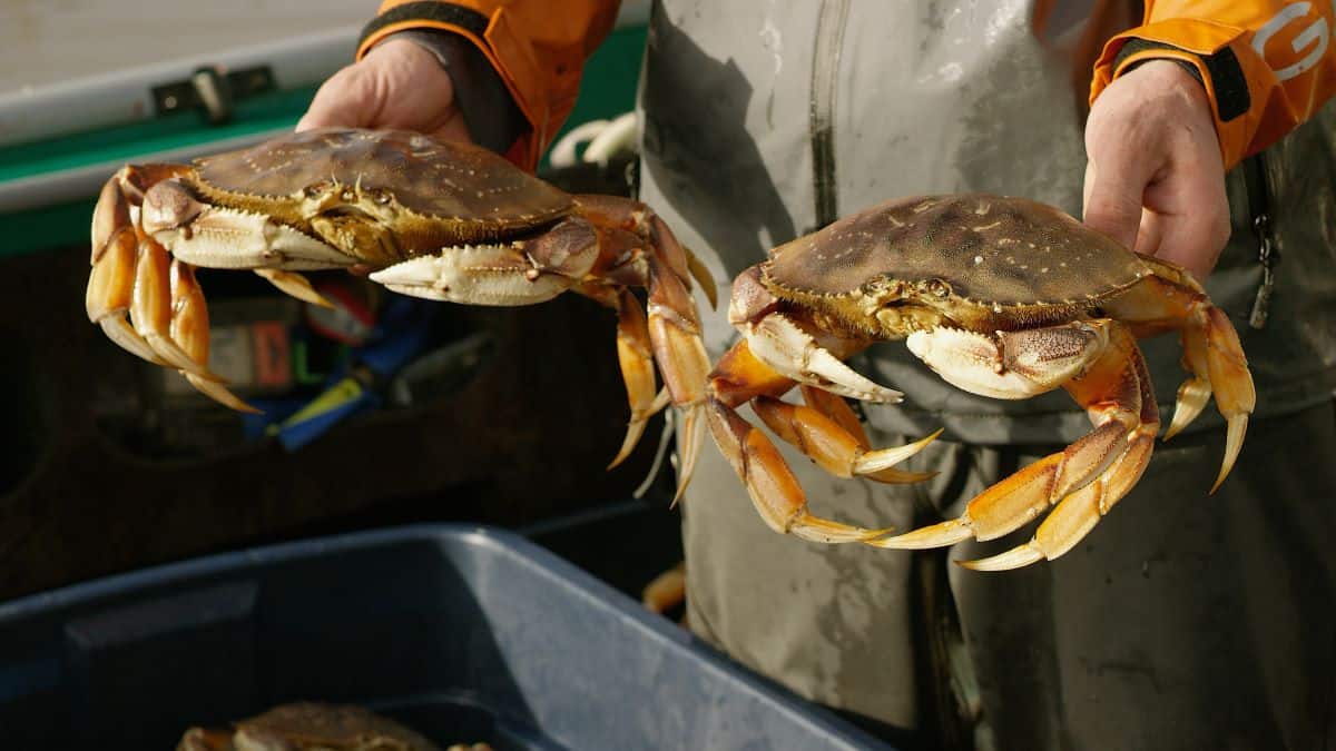 Crabbing at Winchester Bay, Oregon: Explore Public Docks & Marina for Dungeness Crabs