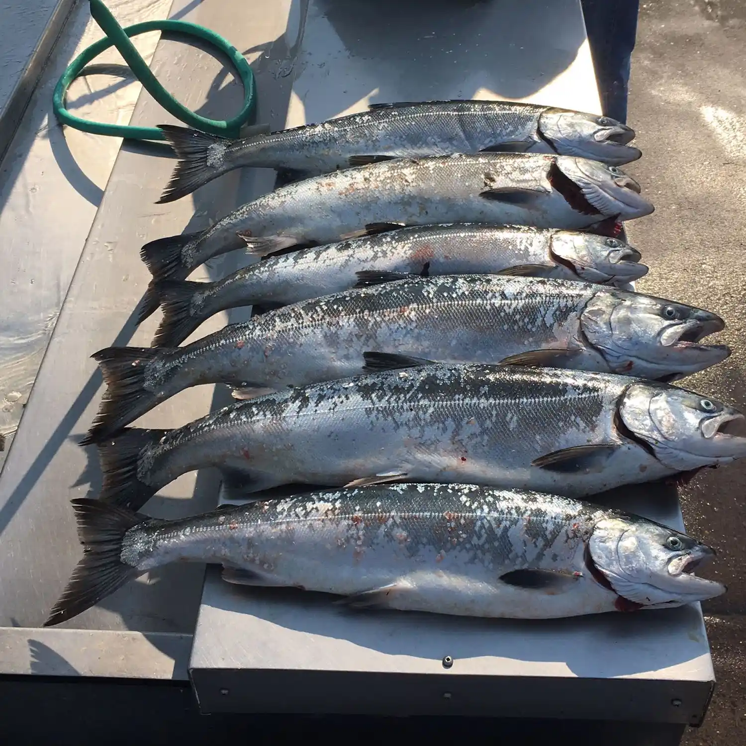 Newport, Oregon: Yaquina Bay Fishing Report & Forecast