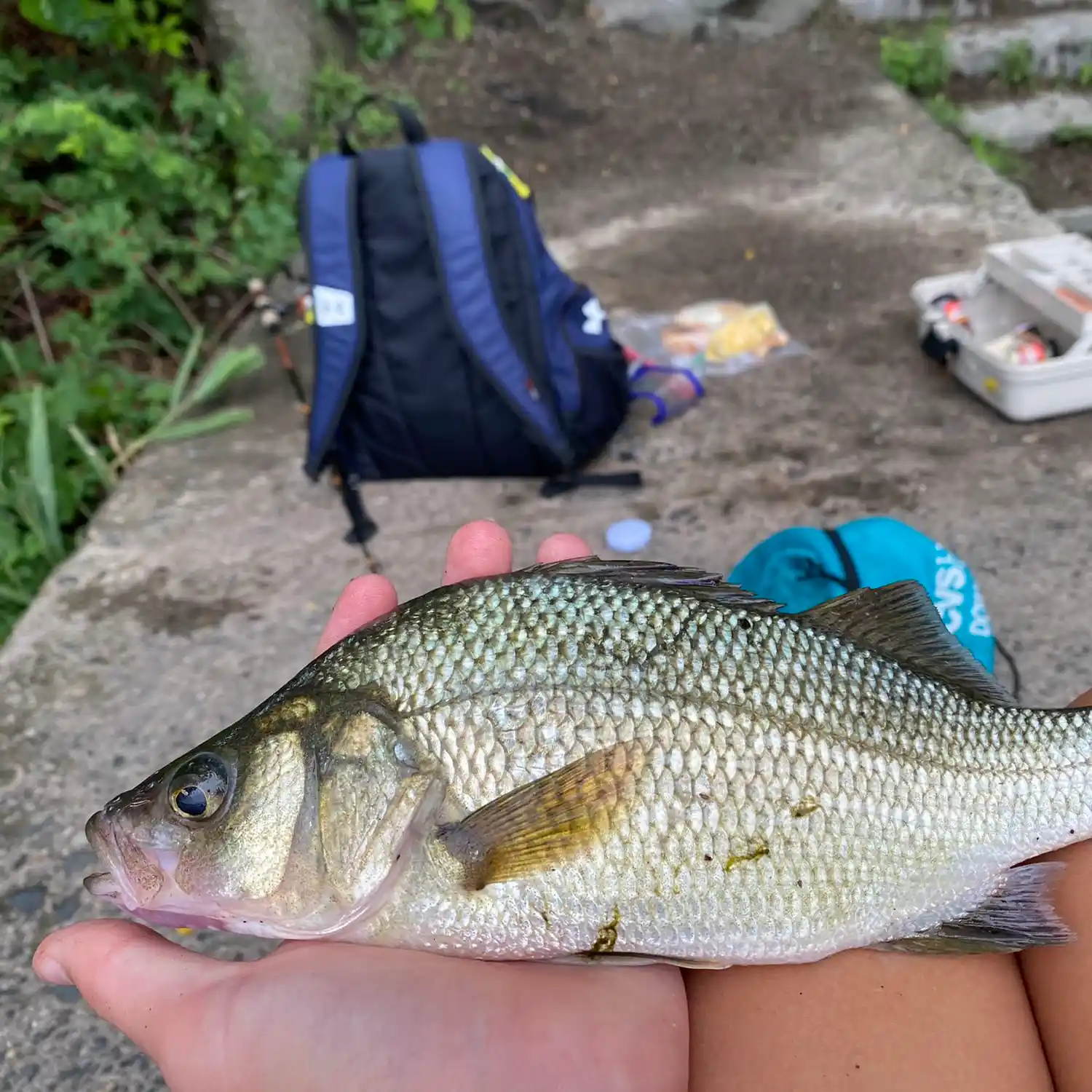 Brickyard Pond Fishing: Your Ultimate Guide to Catching Big Fish