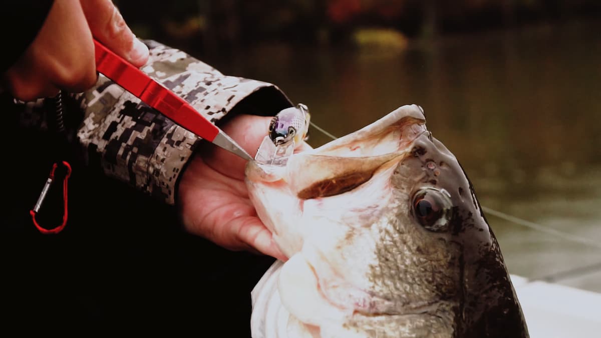 Best Bass Attractant: Top Picks to Boost Your Fishing Success