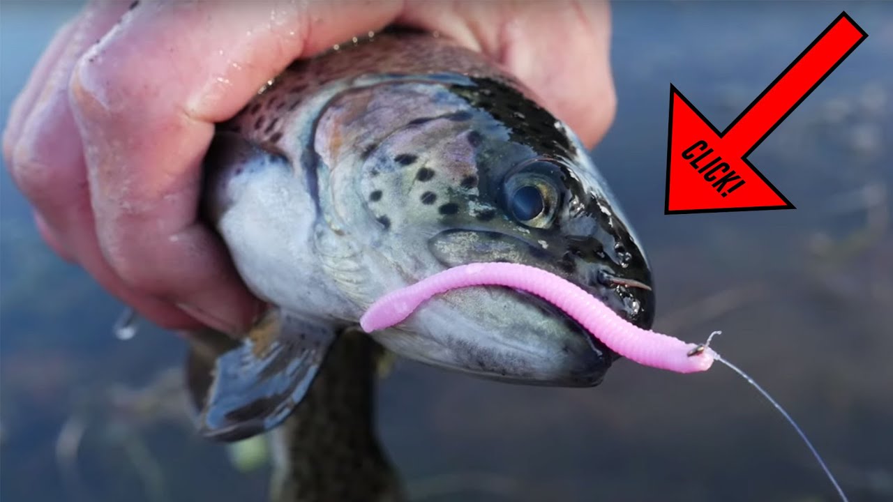 How to Fish with Worms: Best Baits and Techniques for Catching Trout and More