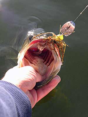 Do Bass Bite After Rain? Tips and Techniques for Success