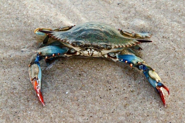 Top Crabbing Adventures in Wilmington, NC: Where to Catch Blue Crabs