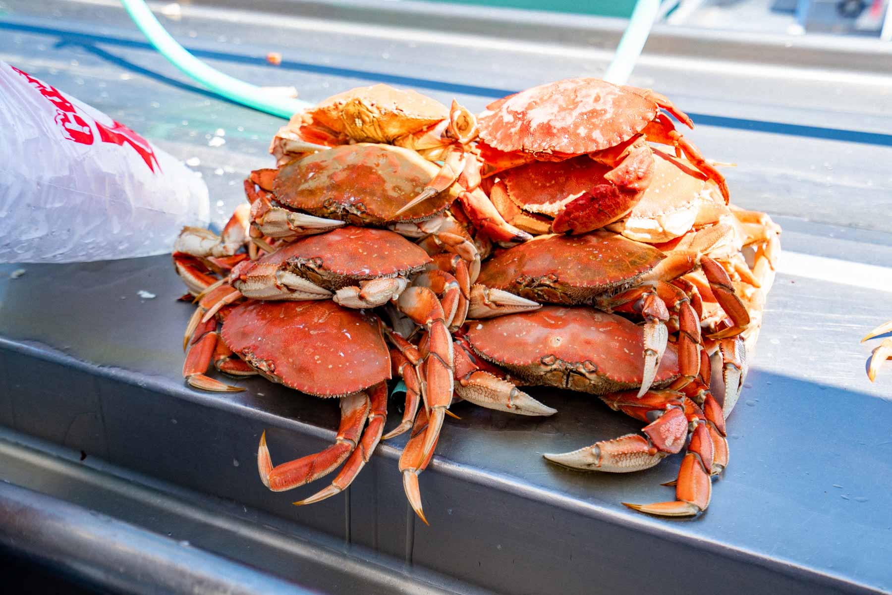 Crabbing at Cannon Beach: Your Ultimate Guide to Oregon's Best Crabbing Spots