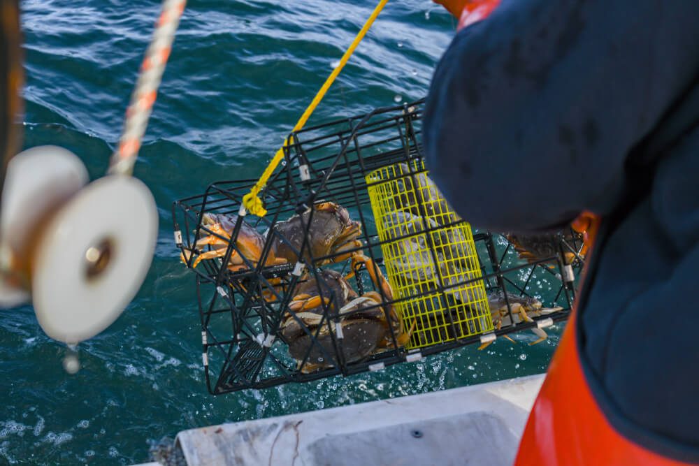 Crabbing at Newport Municipal Pier: Your Ultimate Guide to a Successful Catch