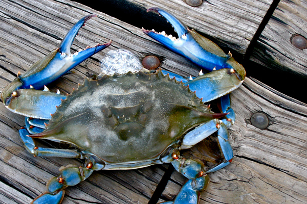 When to Visit Outer Banks for Crabbing: Best Seasons for Blue Crab Hunting