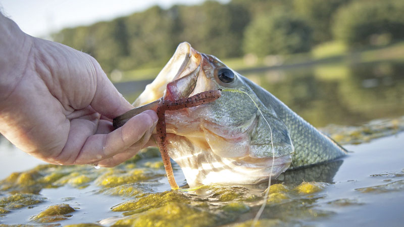 Effective Fall Bass Fishing Strategies: Catch More Lunkers with These Techniques