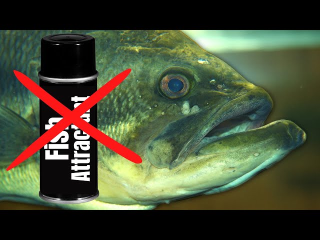 Why Bass Are Attracted to Garlic: The Truth Behind Garlic-Scented Baits