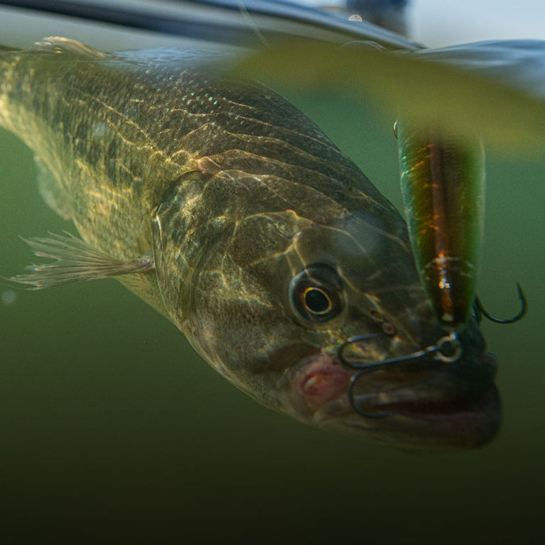 Largemouth Bass Spawning Season: Everything You Need to Know