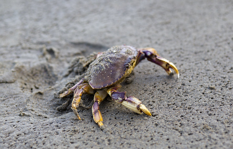 Crabbing in Seaside, Oregon: Top Spots and Tips for a Successful Catch