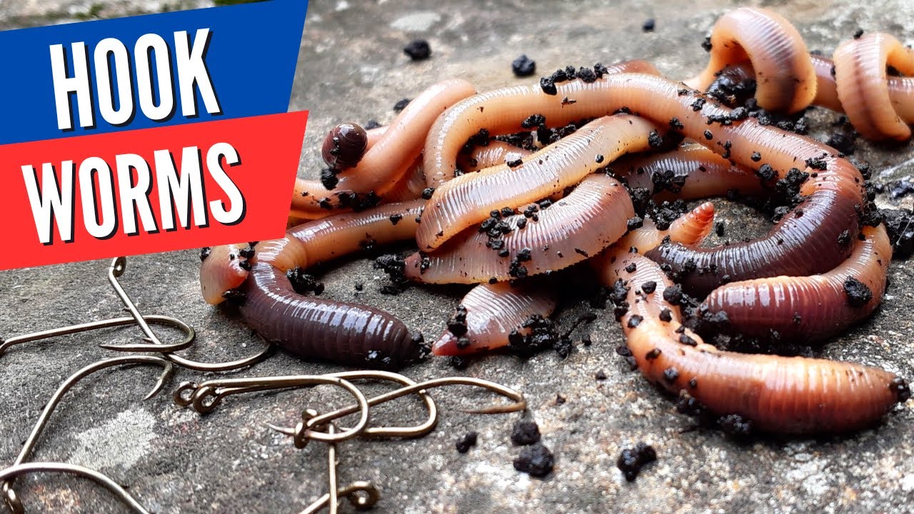 The Ultimate Guide to Worm Fishing: How to Hook, Bait, and Catch Various Species